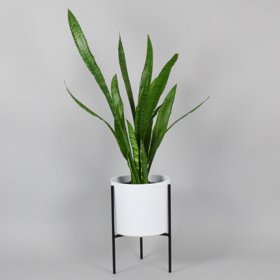 Naramata + Cylinder Ceramic Pot - Plant Stands - By Plantwares™