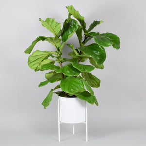 Naramata + Cylinder Ceramic Pot - Plant Stands - By Plantwares™